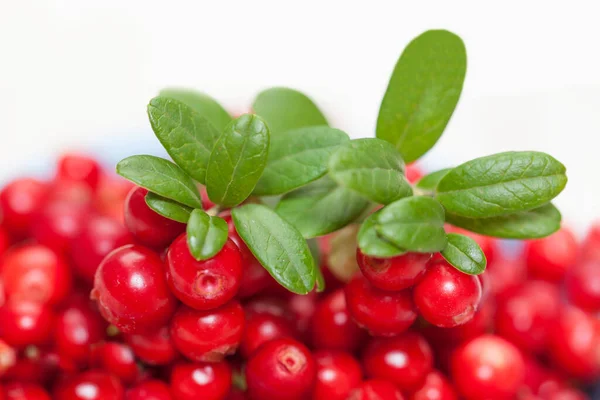 Cowberry background border on white background closeup