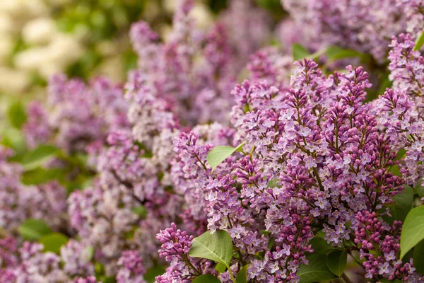 Blooming Purple Lilac Flowers Spring Floral Blossom Background — Stock Photo, Image