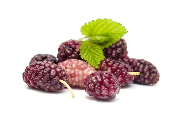 Mulberry Berry Leaf White Background —  Fotos de Stock
