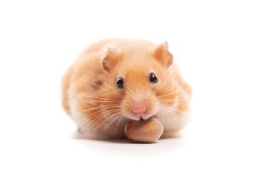 Syrian hamster with nuts isolated on white