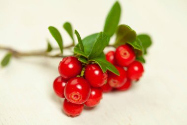 Red organic cowberry on white wooden texture background