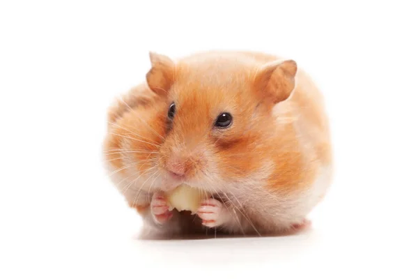 Small Hamster Eating Cheese Isolated White Background — Stock fotografie