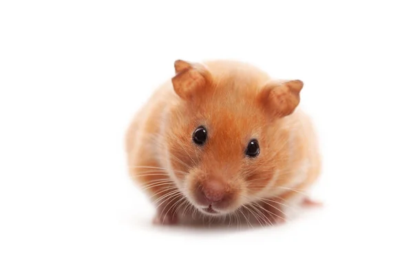Gyllene Hamster Framför Vit Bakgrund — Stockfoto