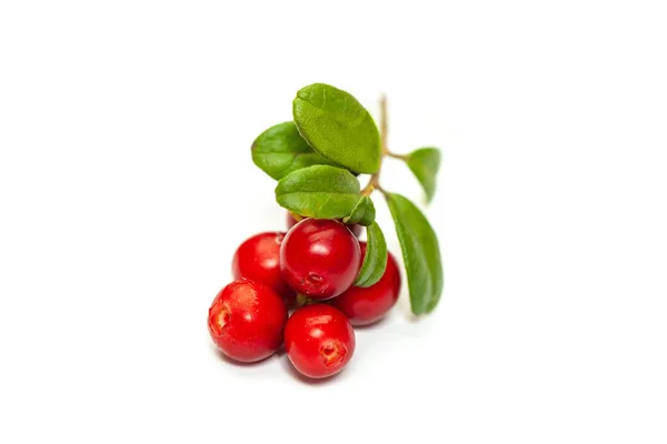 Wild Northern Berry Lingonberry Foxberry Cowberry — Fotografia de Stock