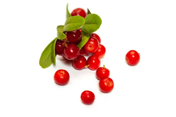 Foxberry Green Leaves White Background — Fotografia de Stock