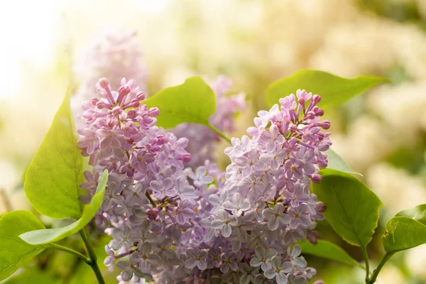 Spring Sunny Background Lilac Flowers Sunlight — Fotografia de Stock