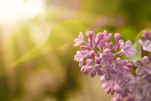 Closeup Lilac Flowers Colorful Sunny Bokeh Background — Stok fotoğraf