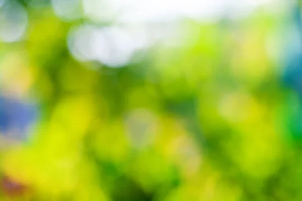 Blurred Green Background Bokeh Effect Natural Spring Garden Lush — Photo