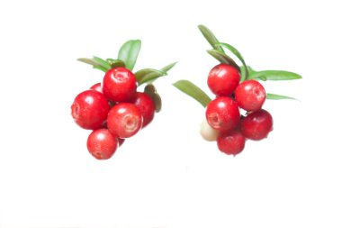 Red organic cowberry isolated on white background