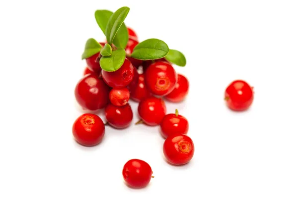 Fresh Forest Berry Cowberry White Background — Foto Stock