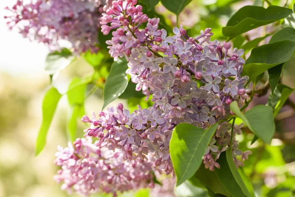 Branch of lilac flowers with the leaves against sunlight