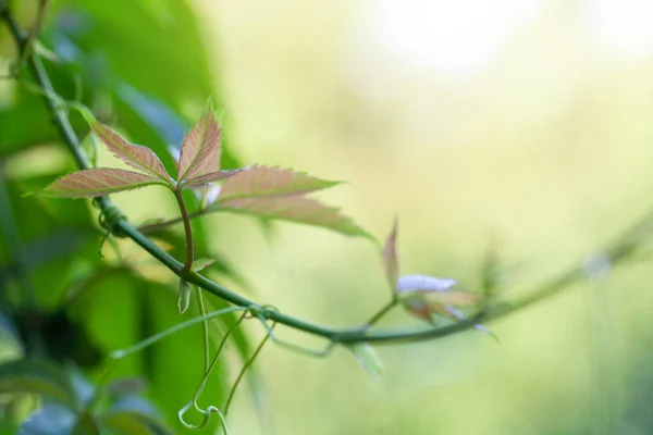 Green Leaves Abstract Blurred Green Background Bokeh Light Copy Space — Foto Stock