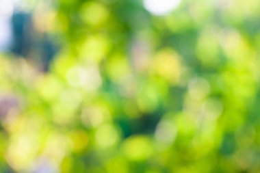 Abstract blurred out of focus and blurred green leaf background under sunlight with bokeh and copy space. Natural plants landscape background, ecology cover concept.