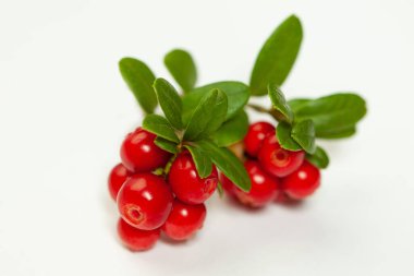 Organic cowberry on white background