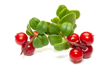 Organic foxberry with green leaves on white background