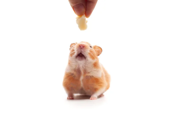 Owner Gives Hamster Some Cheese Isolated — 스톡 사진