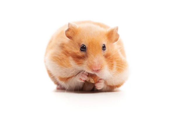 Syrian Hamster Isolated White — 스톡 사진