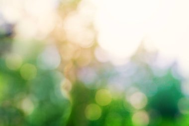 Abstract blurred greenery foliage background