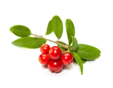 Lingonberry with green leaves on white background