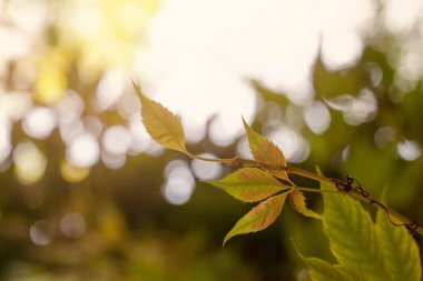 Tree branch with green leaves on abstract spring nature background