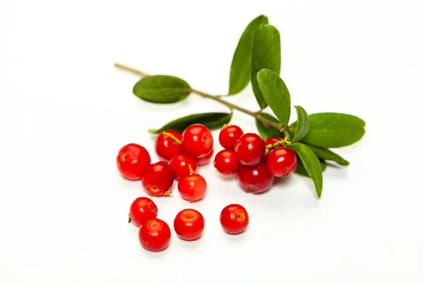 Organic Lingonberry Foxberry Cowberry Isolated White Background — Zdjęcie stockowe