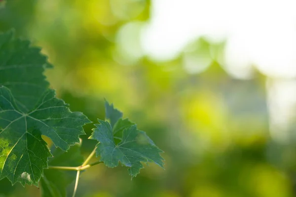 Grape Leaves Summer Blurred Greenery Background Bokeh Copy Space — Stok fotoğraf