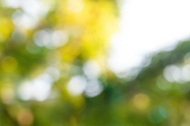Bokeh light on abstract blurred green nature background, world environment day concept