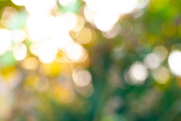 Abstract Blurred Forest Lush Background Sunlight Bokeh Copy Space Ecology — Photo
