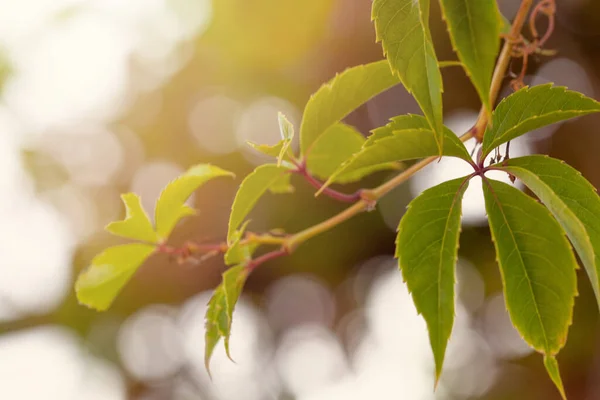 Fresh Healthy Green Bio Background Green Leaves Abstract Blurred Foliage — Stock Photo, Image