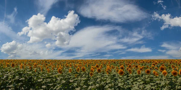 Summer Landscape Beautiful Day Sky Sunflowers Field Panoramic Views — 图库照片