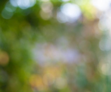 Abstract green colorful bokeh background from trees in the park