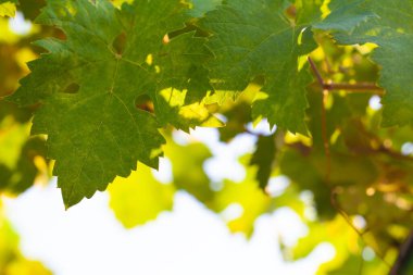 Border of green grape leaves against nature background