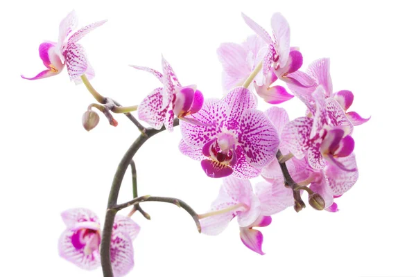 Orquídeas Rosas Bonitas Isoladas Fundo Branco — Fotografia de Stock