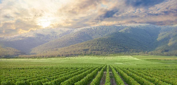 Scenic View Vineyards Italy Countryside Landscape Beautiful Nature Sun Sky — Stockfoto