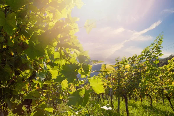Vineyards Grapevine Winery Evening Sun — Zdjęcie stockowe