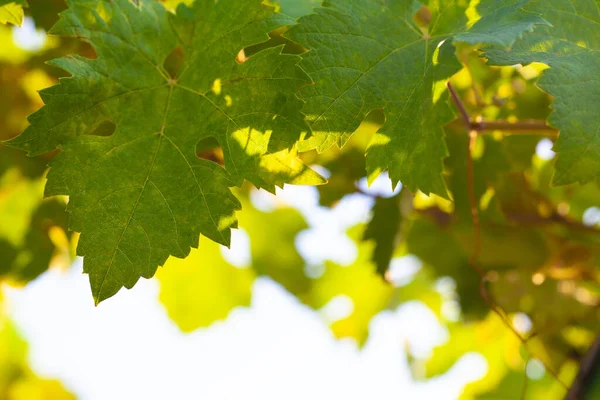Border Green Grape Leaves Nature Background — Stock fotografie