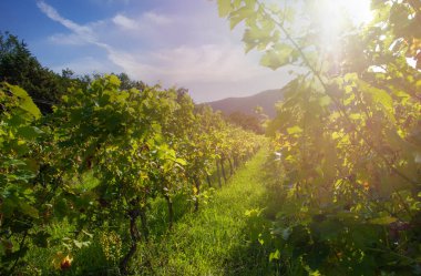 Close up view of a vineyard on a hill