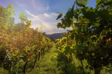 Sabahları güneş güzel şarap üzüm üzüm