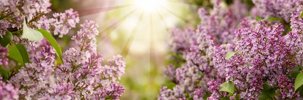 Sun Light Background Spring Purple Lilac Flowers — Stock fotografie