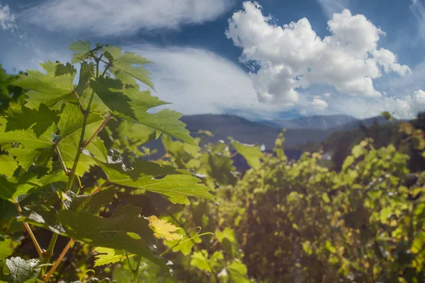 Vineyard Grapevine Blue Sky Clouds Background — Zdjęcie stockowe