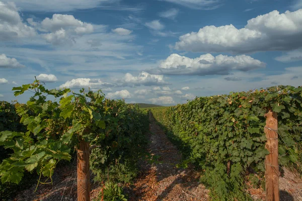 Beautiful Vineyard Tuscan Countryside Italy — Stockfoto