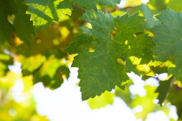 Summer Grape Leaves Green Background — Stock fotografie