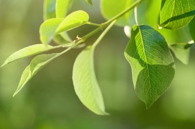 Green apple tree leaves on abstract blurred greenery background