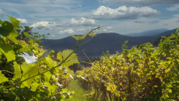 Wijndruiven Wijngaard Landschap Achtergrond — Stockfoto