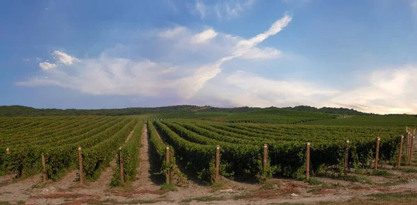 Rijen Druiven Palen Grote Wijngaard Een Zonnige Middag Het Voorjaar — Stockfoto