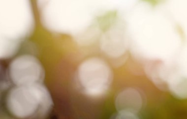 Natural green background with sunny bokeh light