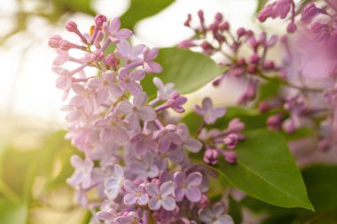 Floral spring background with lilac flowers, soft selective focus.