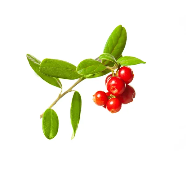 Cowberry Geïsoleerd Biologische Bessen Witte Achtergrond — Stockfoto