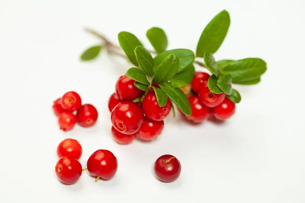 Gezond Fruit Bessen Rode Cowberry Witte Achtergrond — Stockfoto