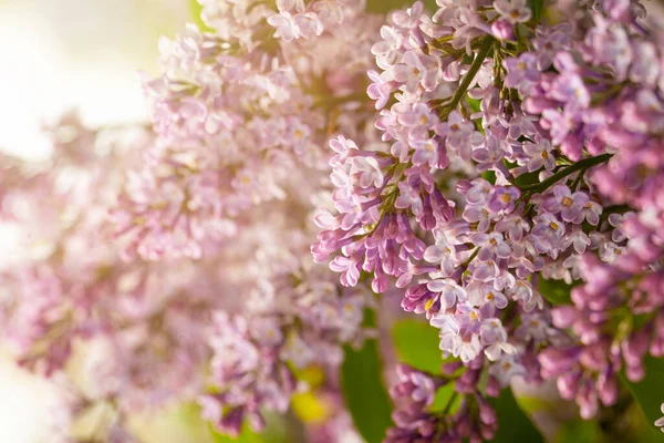 Frühling Blumen Abstrakten Hintergrund — Stockfoto